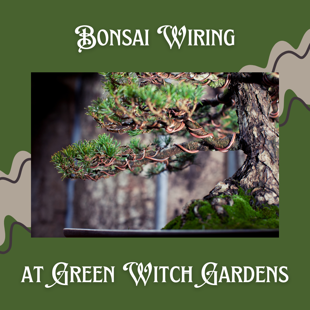 Bonsai Wiring Class - 10/11/25 at 9:30am