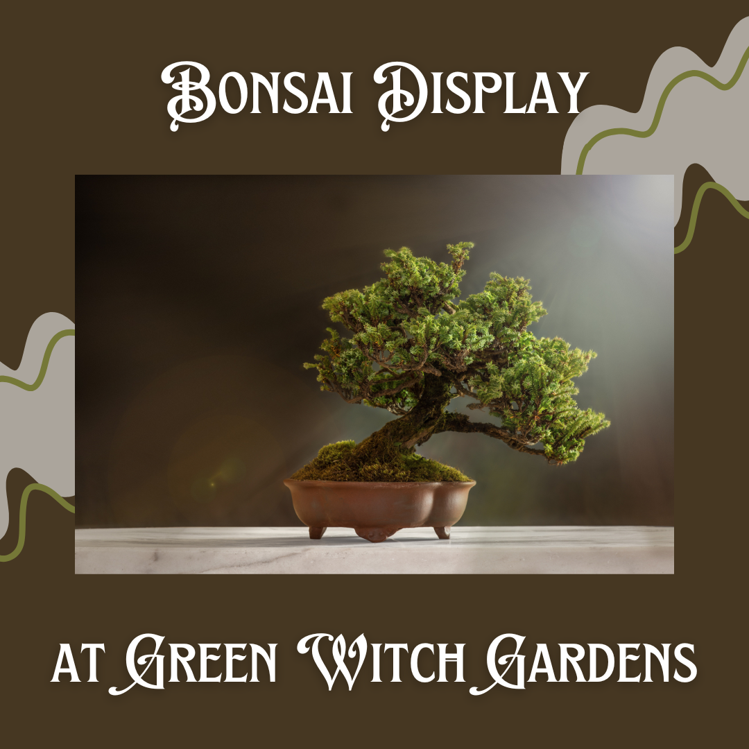 Bonsai Display 2/22/26 @ 10am