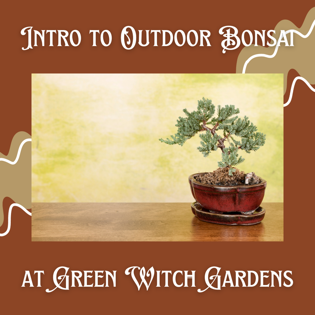 Intro to Outdoor Bonsai