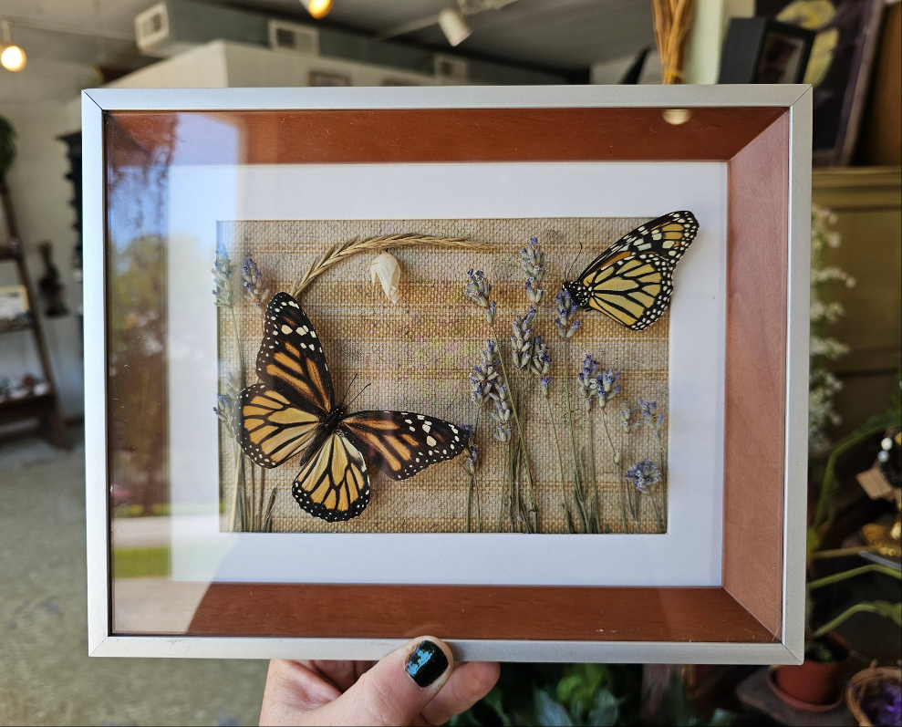 Monarchs + Lavender