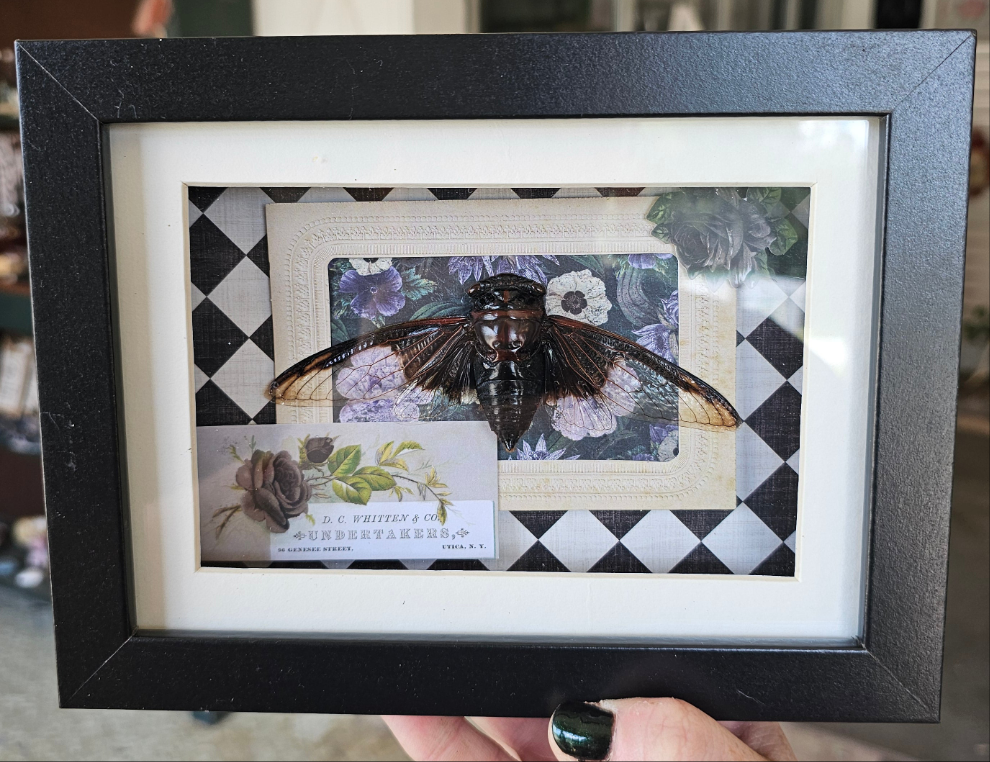 Batwing Cicada Shadowbox