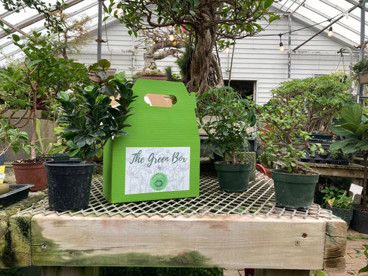 DIY Indoor Bonsai Kit