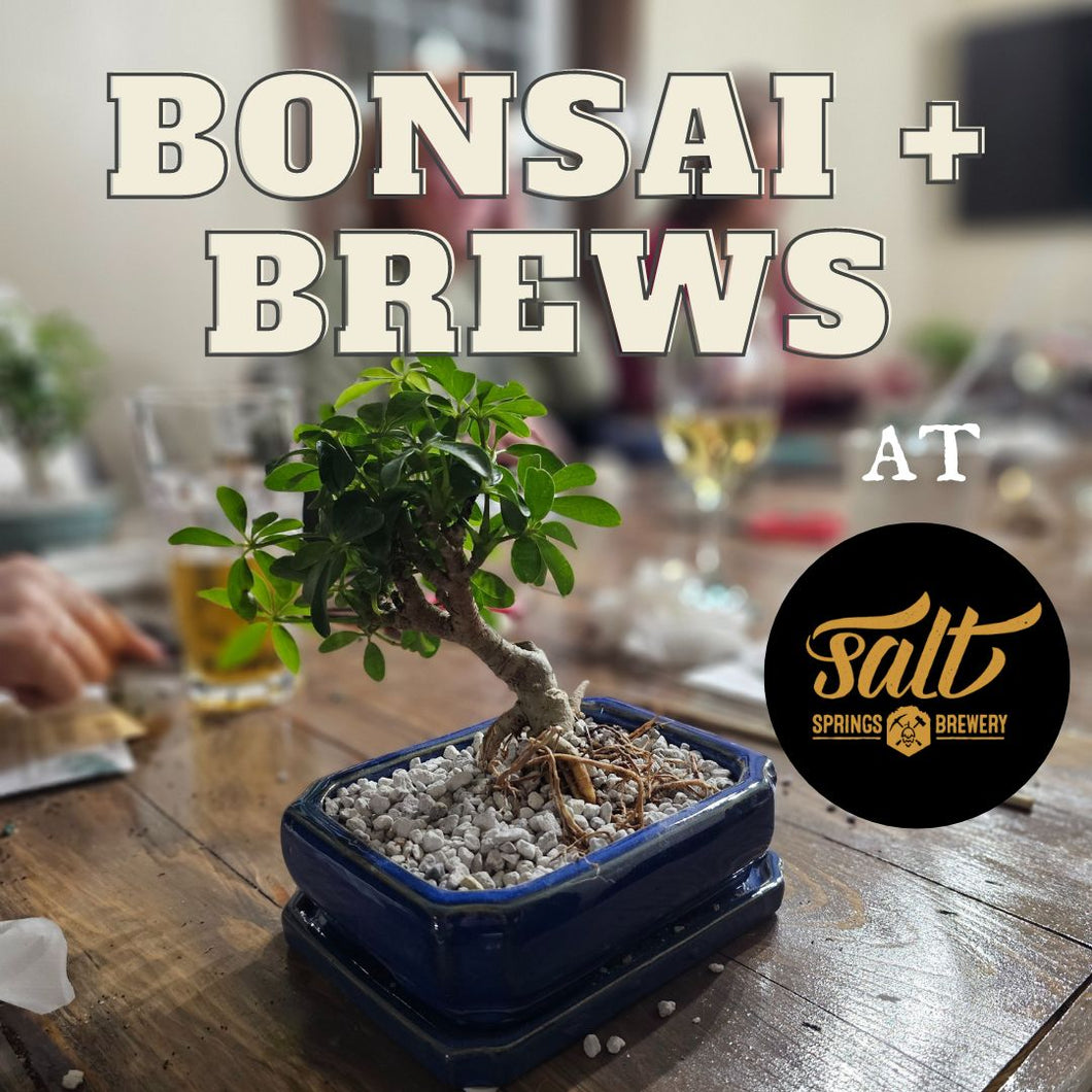 Bonsai + Brews at Salt Springs 5/28/24