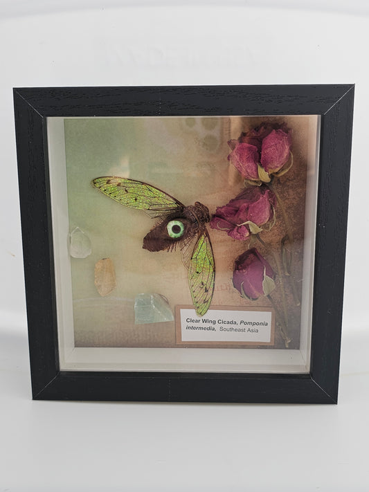 Clear wing Cicada green eye