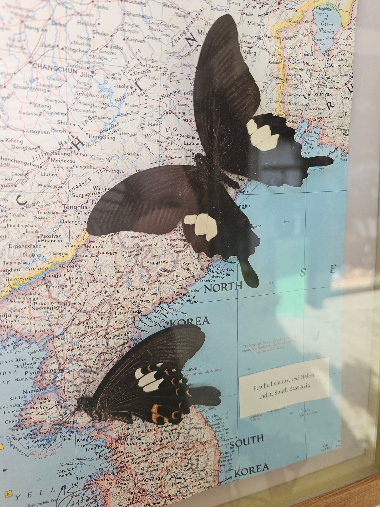 Butterfly on Map of Asia