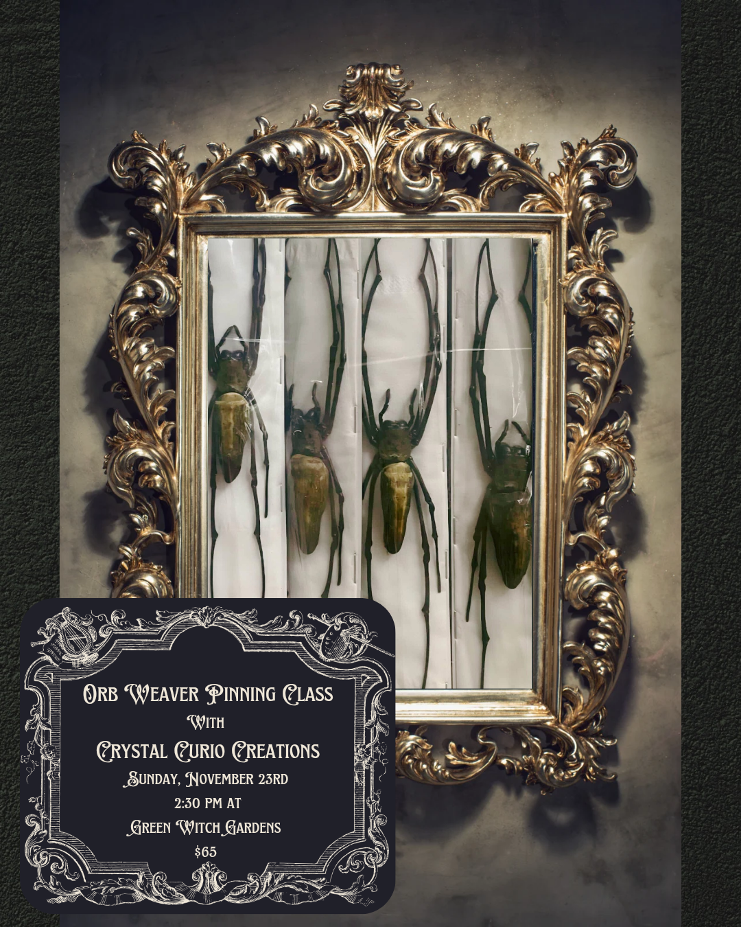 Orb Weaver Pinning Class - 11/23/25 at 2:30pm