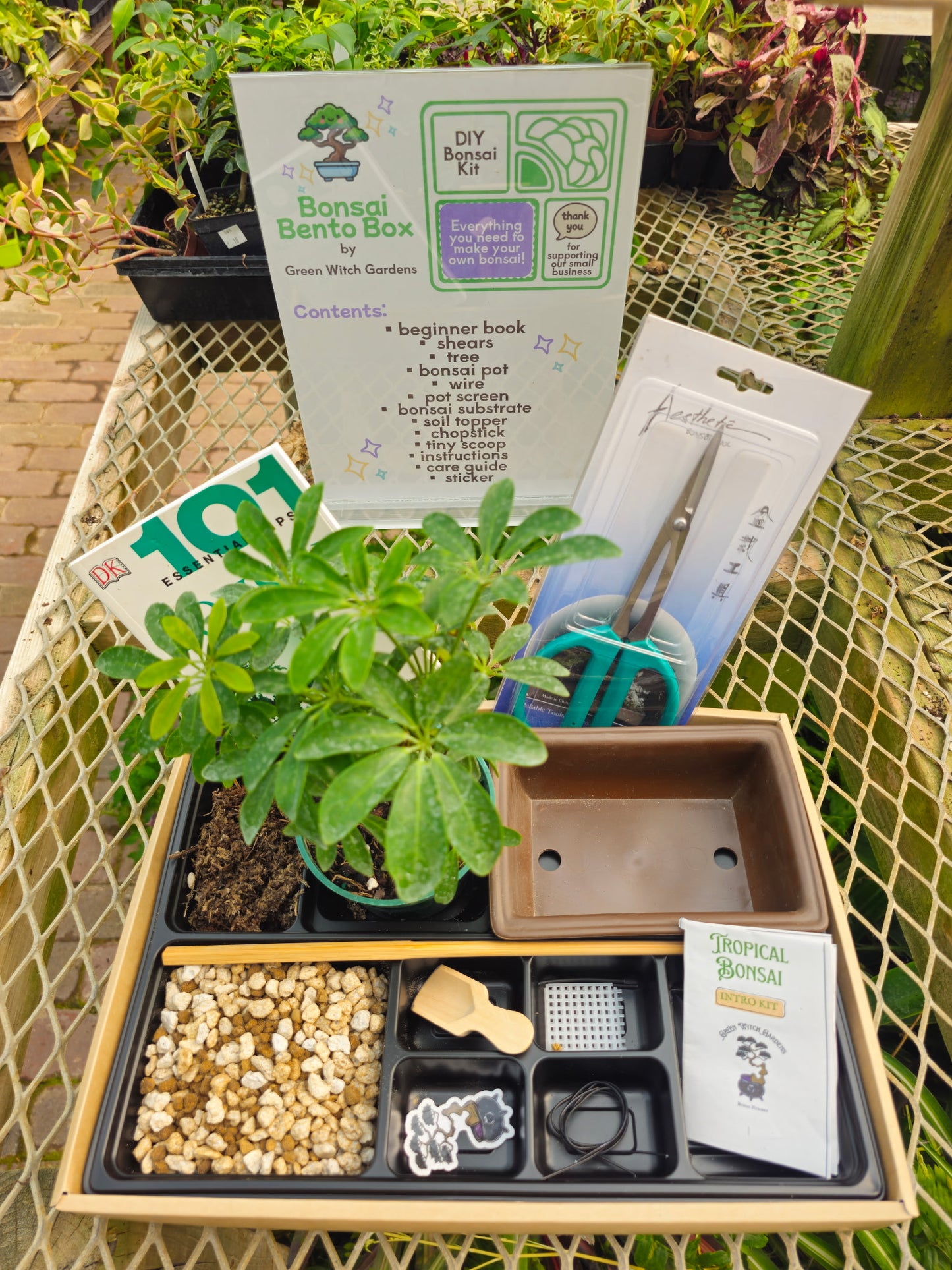 NEW! Bonsai Bento Box