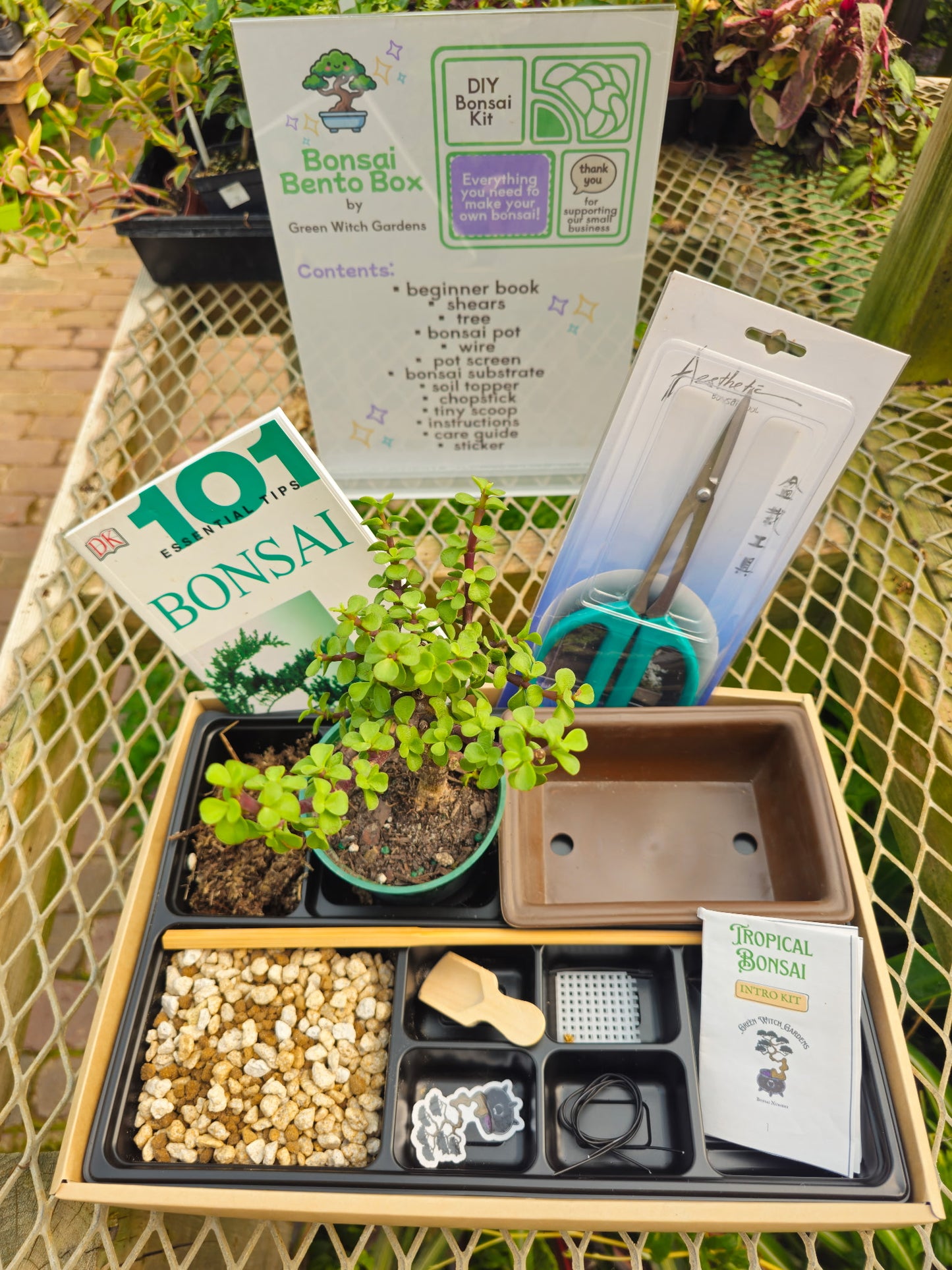 NEW! Bonsai Bento Box