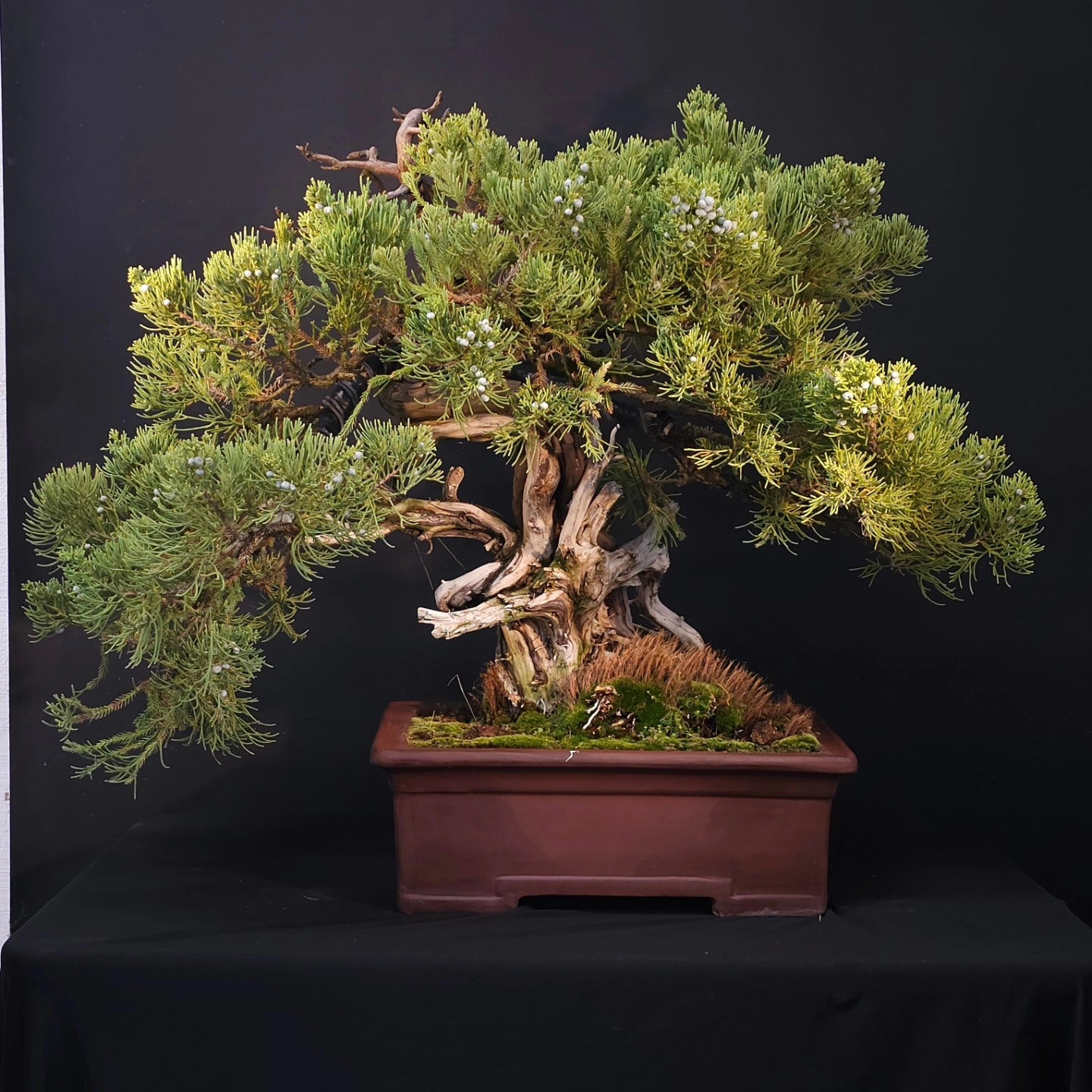 wee tree farm bonsai Green Witch Gardens