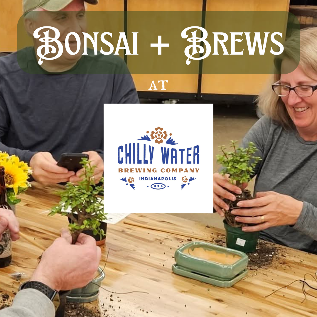 Bonsai + Brews at Chilly Water Brewing Company - 2/1/26 at 1pm