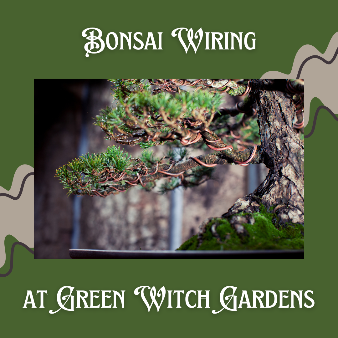 SOLD OUT Bonsai Wiring Class - 1/11/25 at 10am