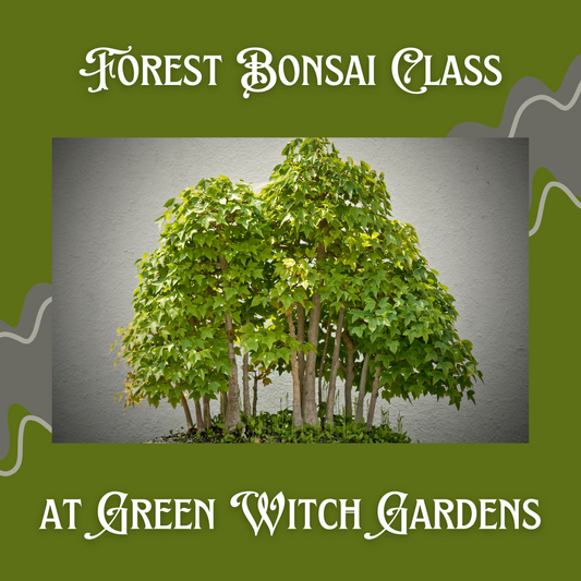 Forest Bonsai Class - 3/29/25 at 10am