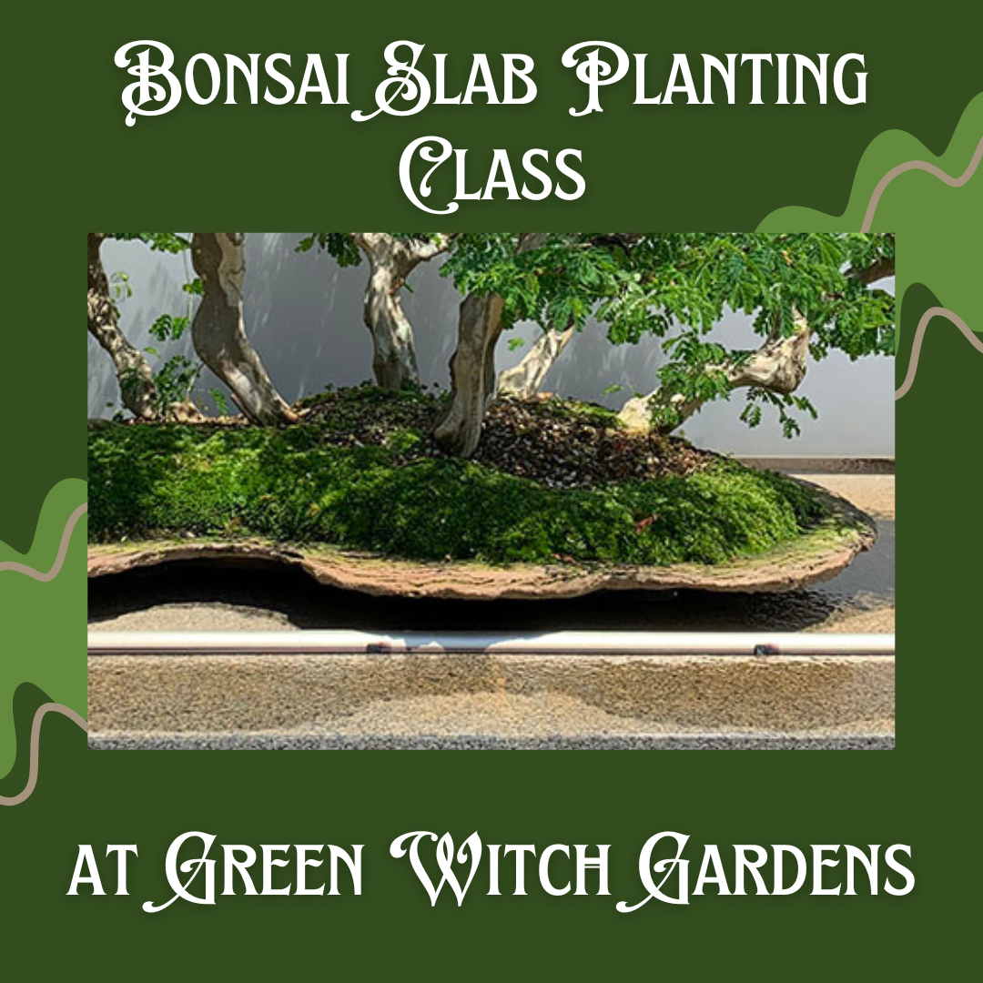 Bonsai Slab Planting Class - 3/30/25 at 11am