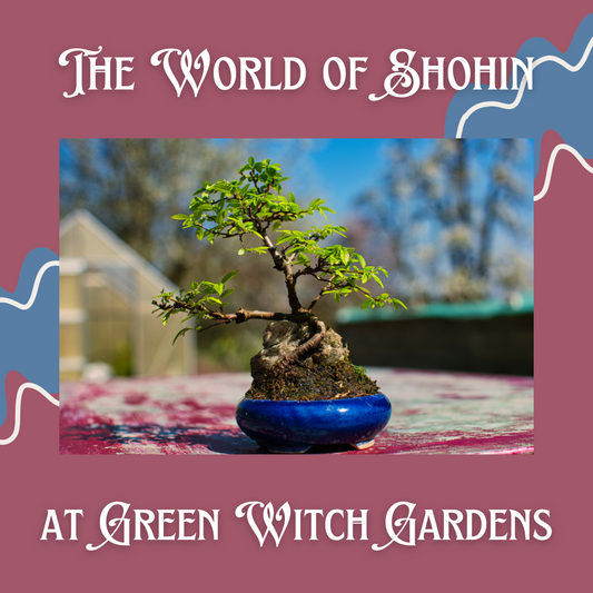 The World of Shohin - Winter Mini Session -  11/17/24 at 11am