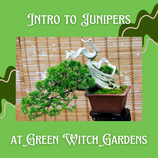 Intro to Junipers - Winter Mini Session - 11/24/24