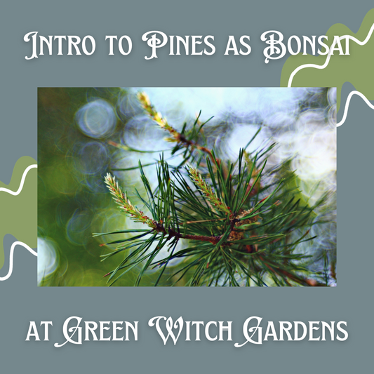 Intro to Pines as Bonsai 3/22/26 @ 10am