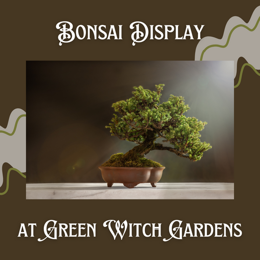 Bonsai Display - Winter Mini Session - 12/14/24