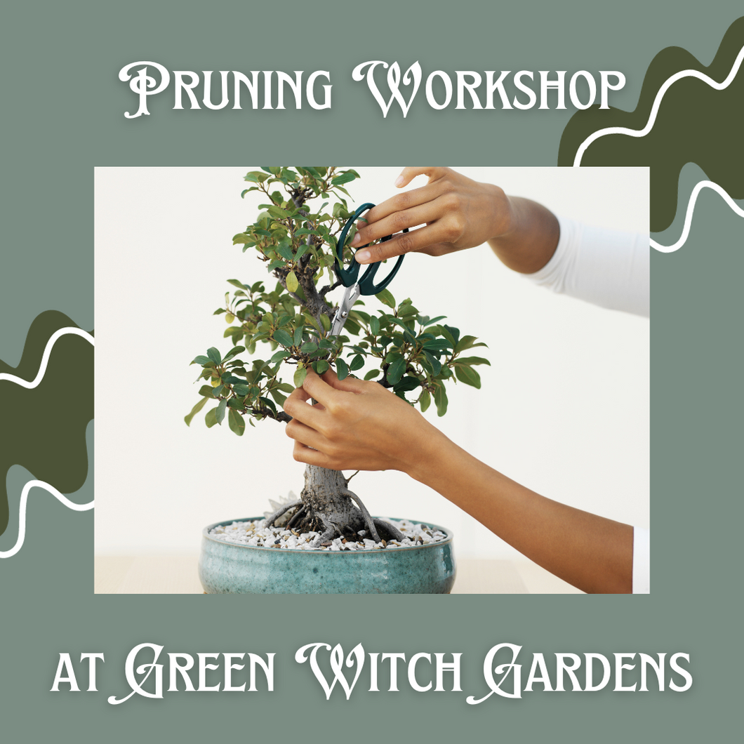 Broad-Leaf Tree Pruning Class - 6/9/24 at 11am