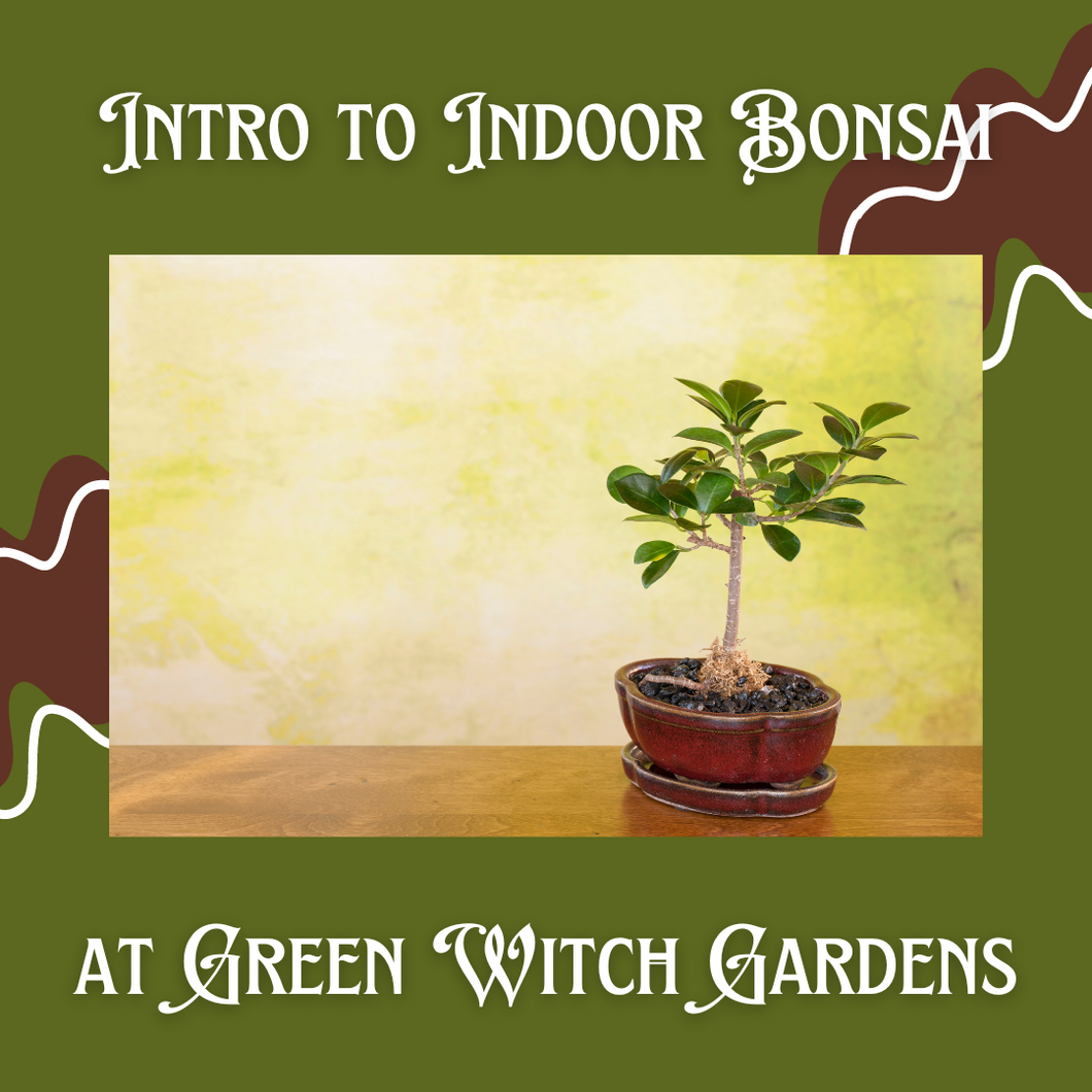 Intro to Indoor Bonsai