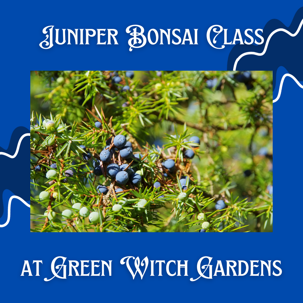 Juniper Bonsai Class