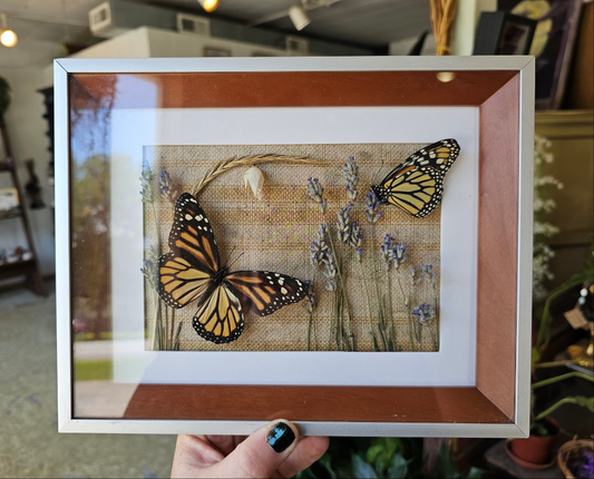 Monarchs + Lavender