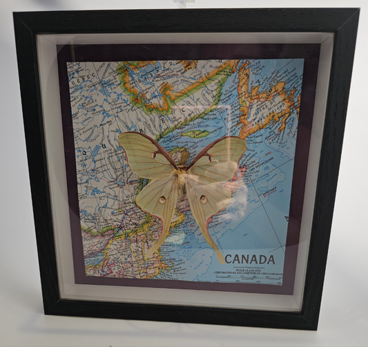 Luna Moth on Map