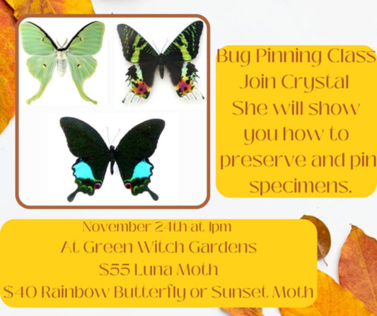 Insect Pinning with Crystal's Curio Creations - 11/24/24 at 1pm