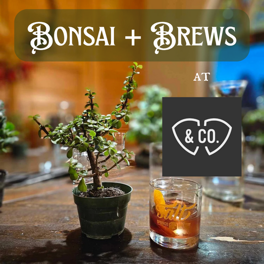 Bonsai + Brews at Elephant & Co. - 12/18/25 at 7pm