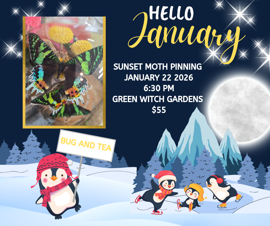 Sunset Moth Pinning Class - 1/22/26 at 6:30pm