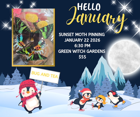 Sunset Moth Pinning Class - 1/22/26 at 6:30pm