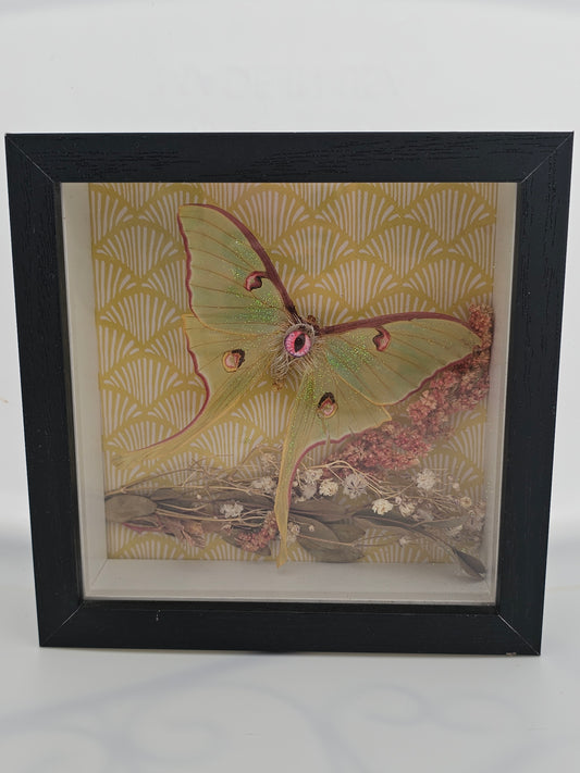 Luna Moth Pink