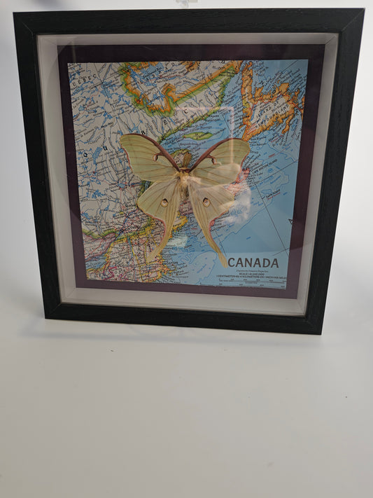 Luna Moth on Map