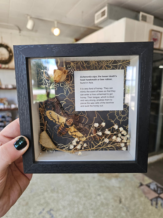 Death's Head Hawkmoth Shadowbox #2