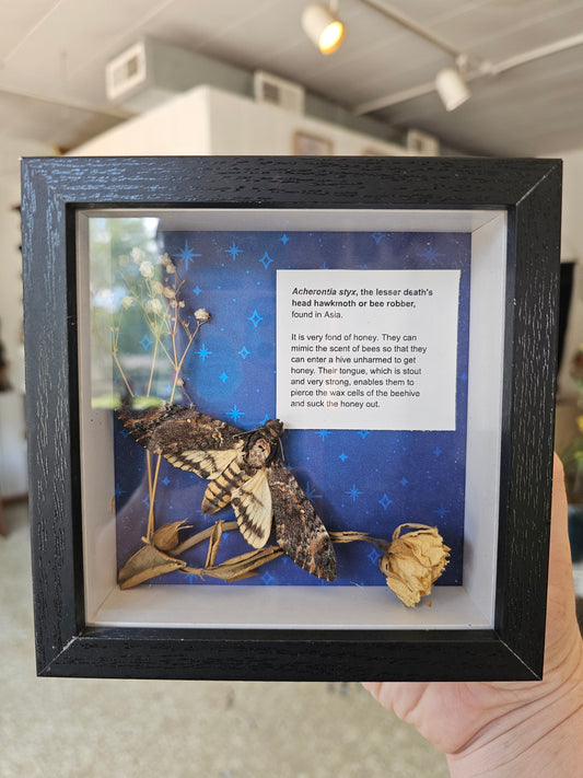 Death's Head Hawkmoth Shadowbox