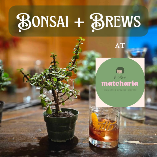 Bonsai + Brews at Matcharia Kalamazoo - 12/19/25 at 4pm