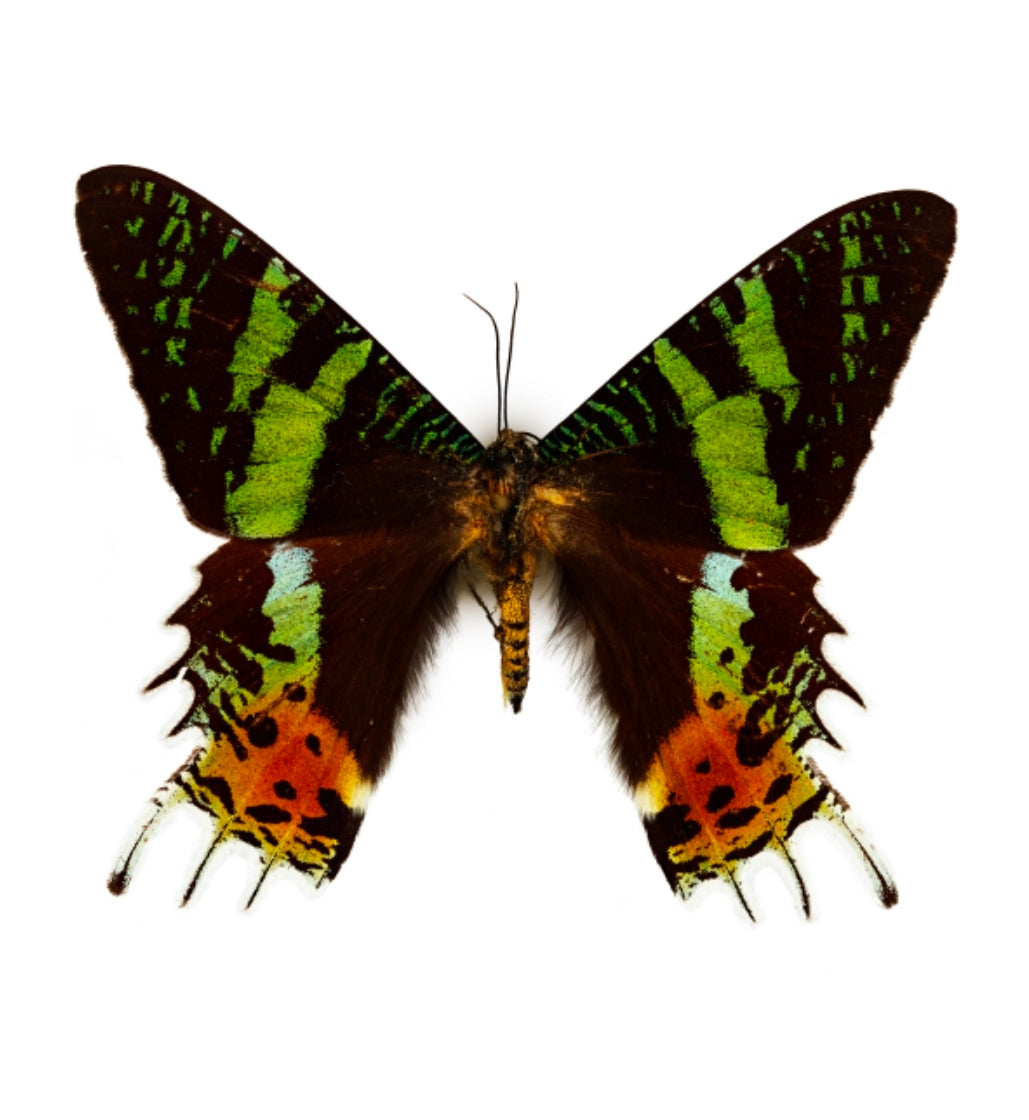 Sunset Moth Pinning Class - 1/22/26 at 6:30pm