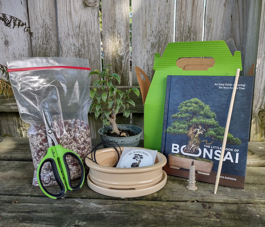 DIY Indoor Bonsai Kit
