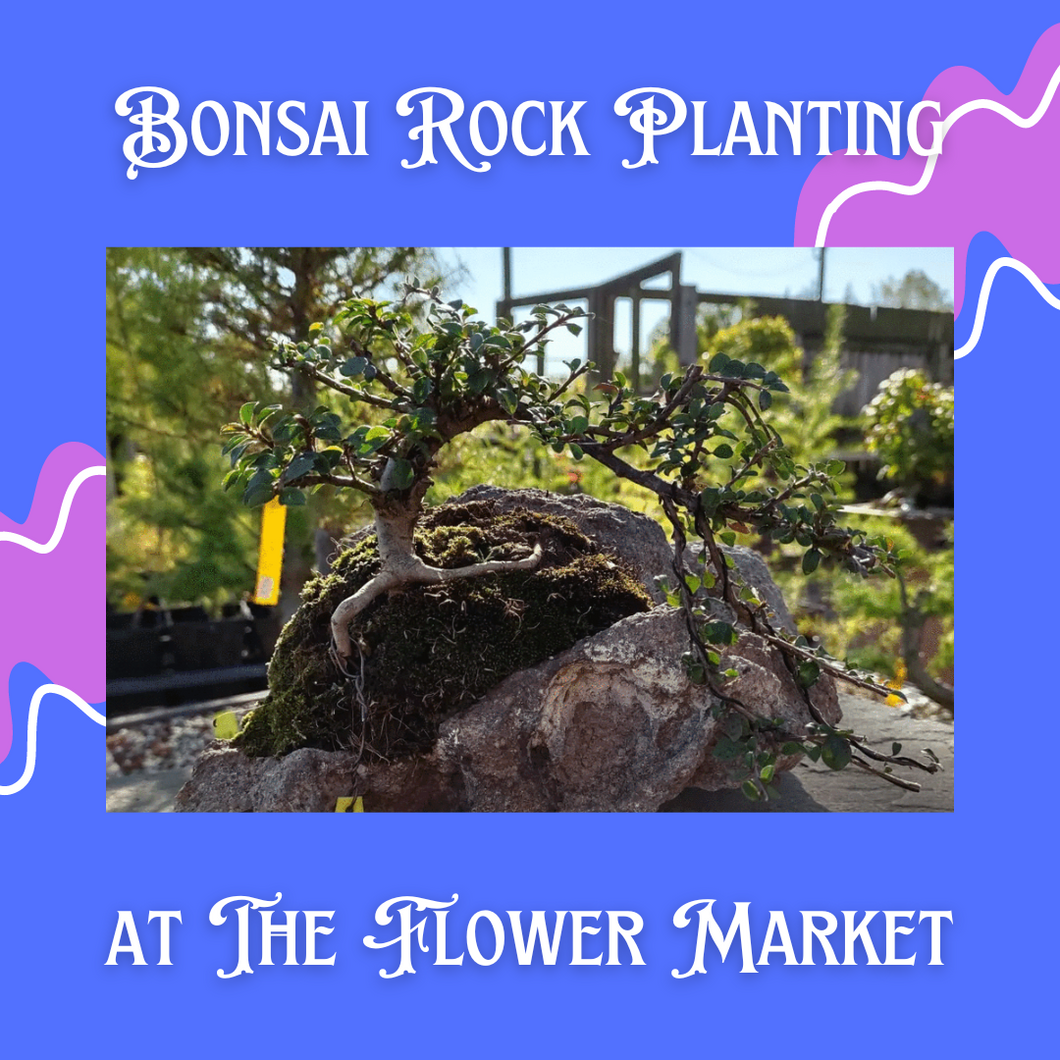 Bonsai Rock Planting Workshop