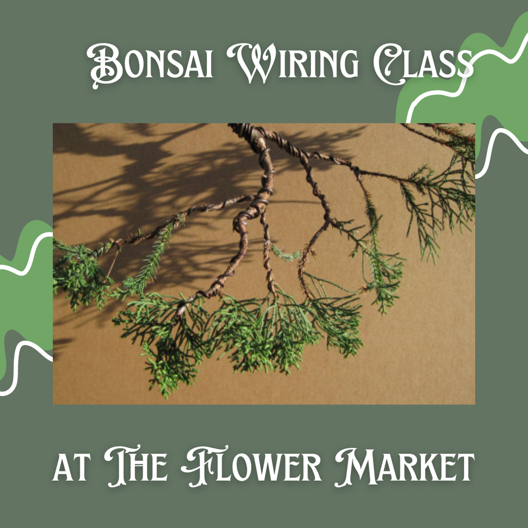 Bonsai Wiring Class
